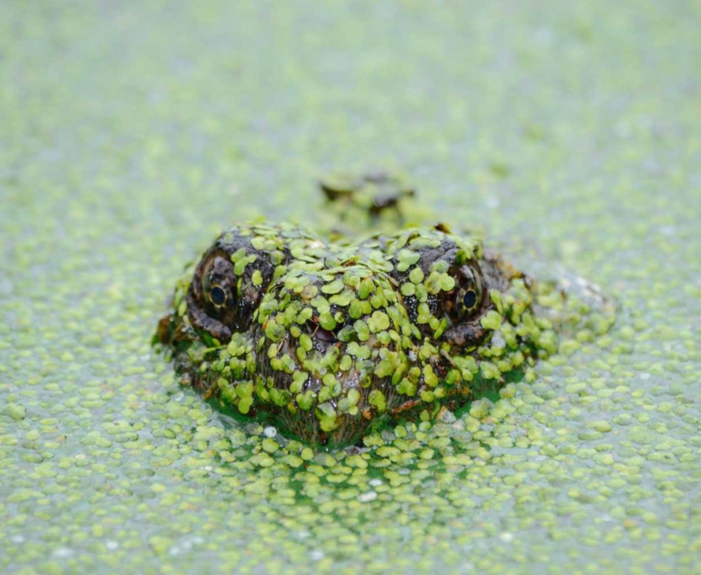 HIT2：猫咪直播app详情下载教程