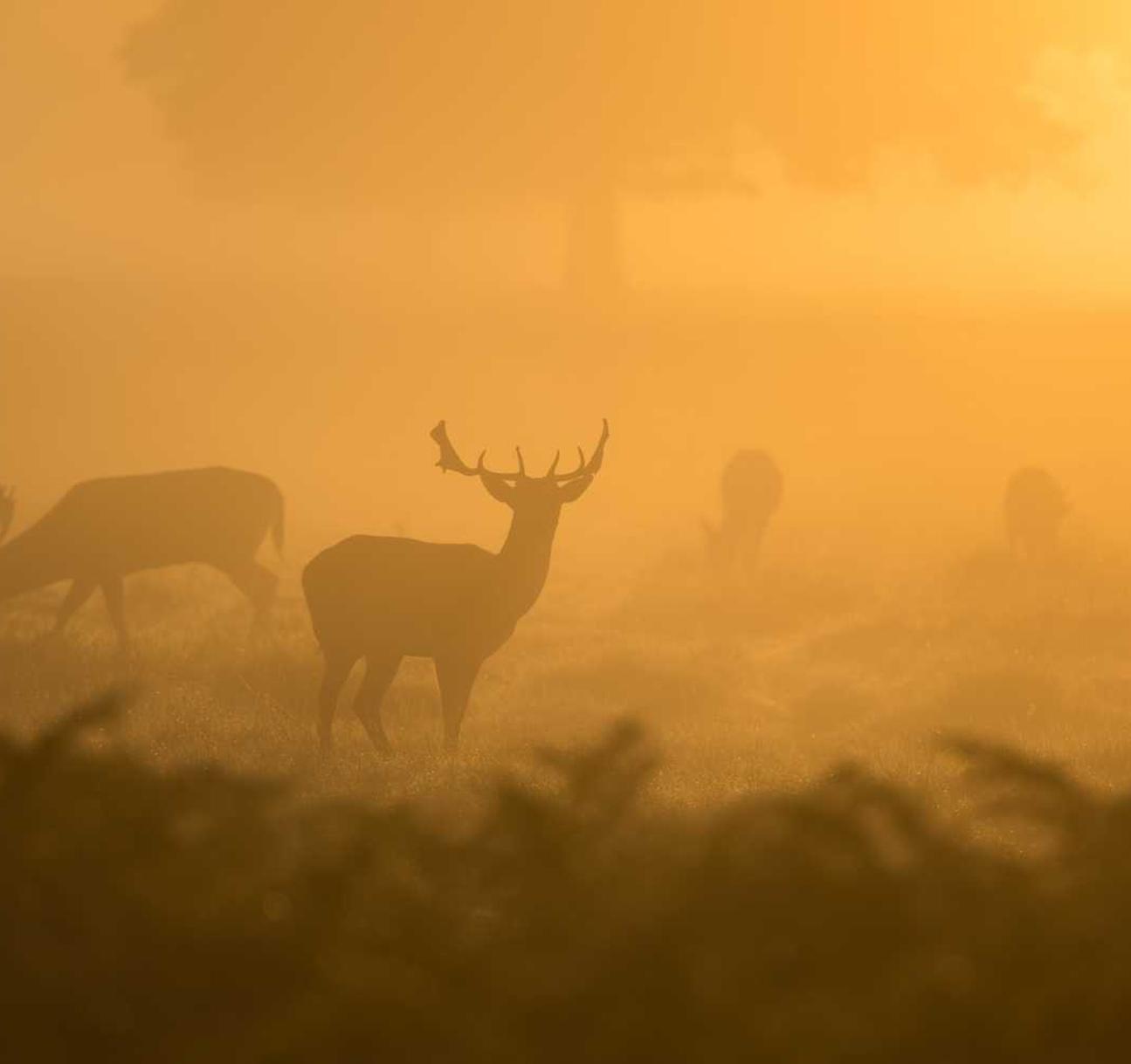 金铲铲之战：英雄联盟拳头澳服账号注册