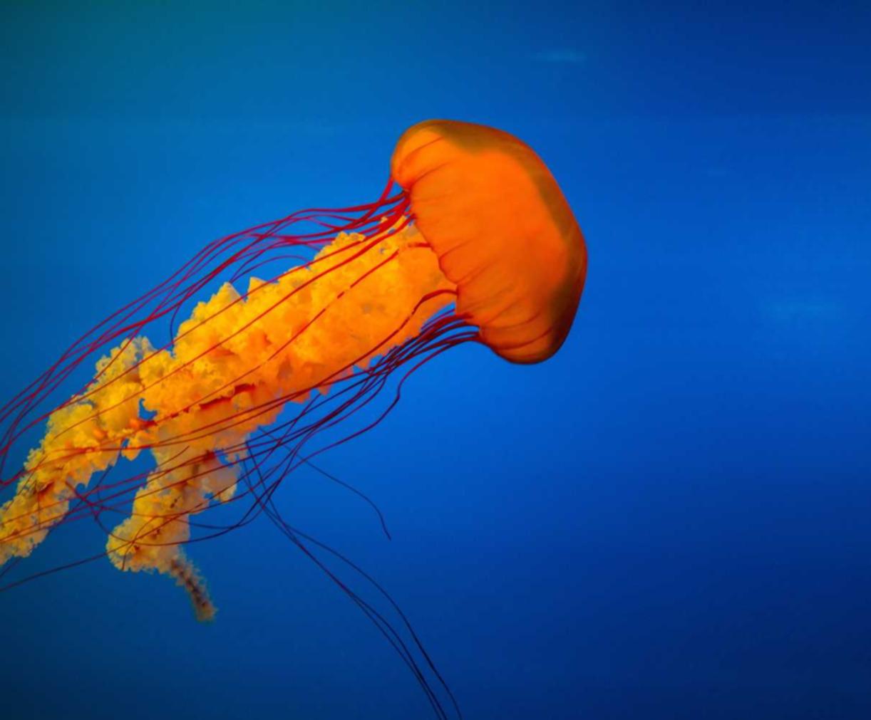 蓝冠优势地位如何让您的企业脱颖而出