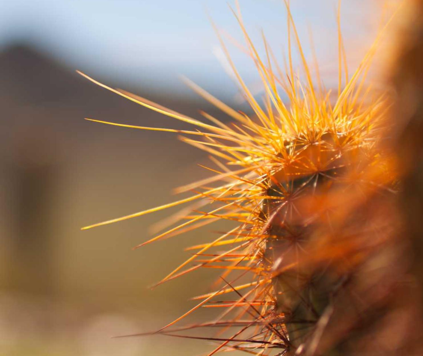 华为云国际站实名账号：小猪app详情下载教程