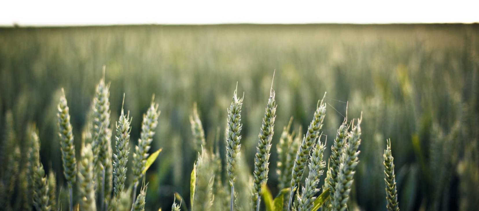 对于烟草的税收如何影响消费者吸烟？