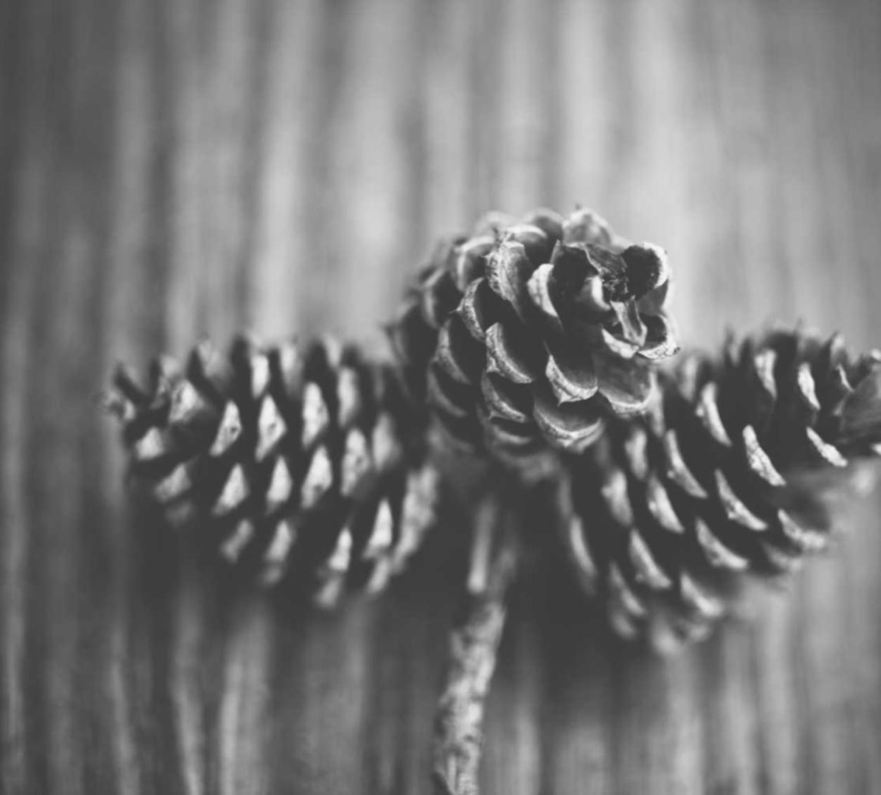 如何在SEO中使用百度糯米 