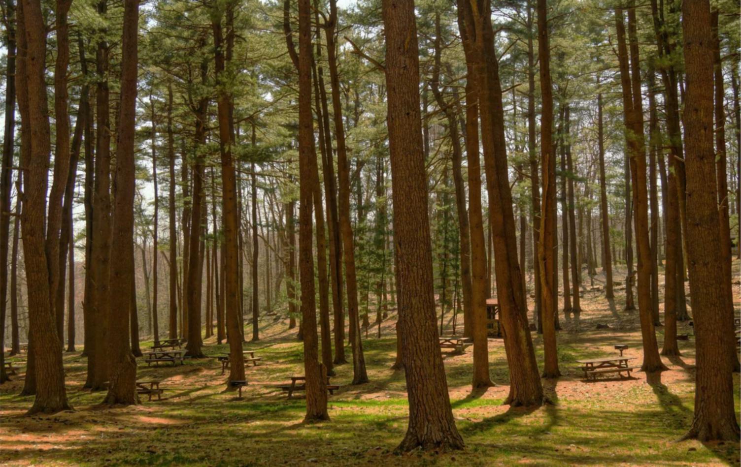 顺德品牌注册代理