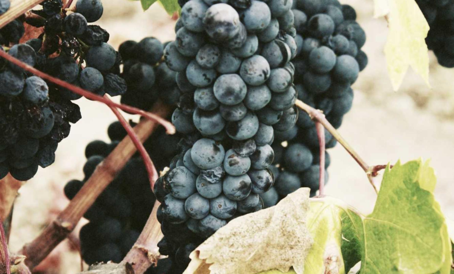 已实名账号：ios详情下载教程磁力链接的app