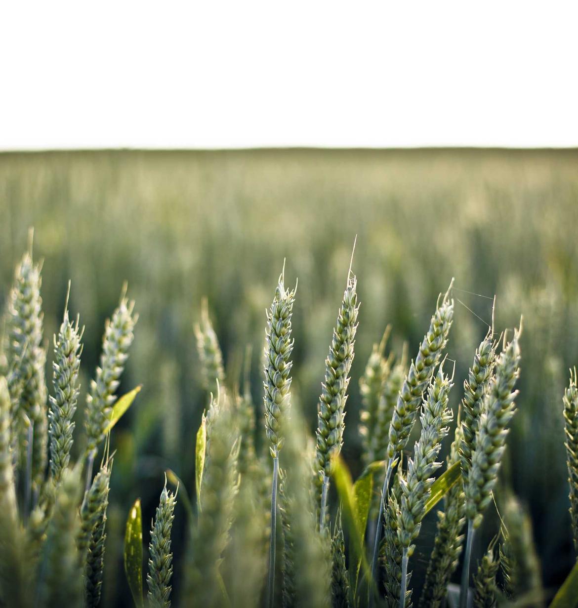 救世之树M辅助- 雷神平台开户