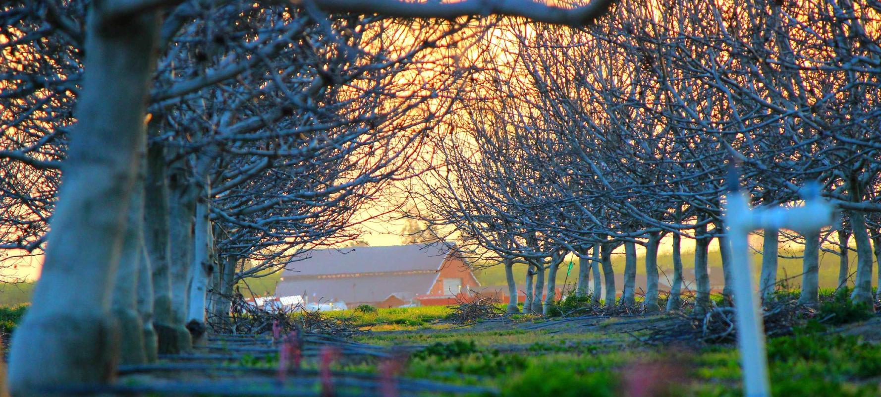 樱桃视频app在线详情下载教程