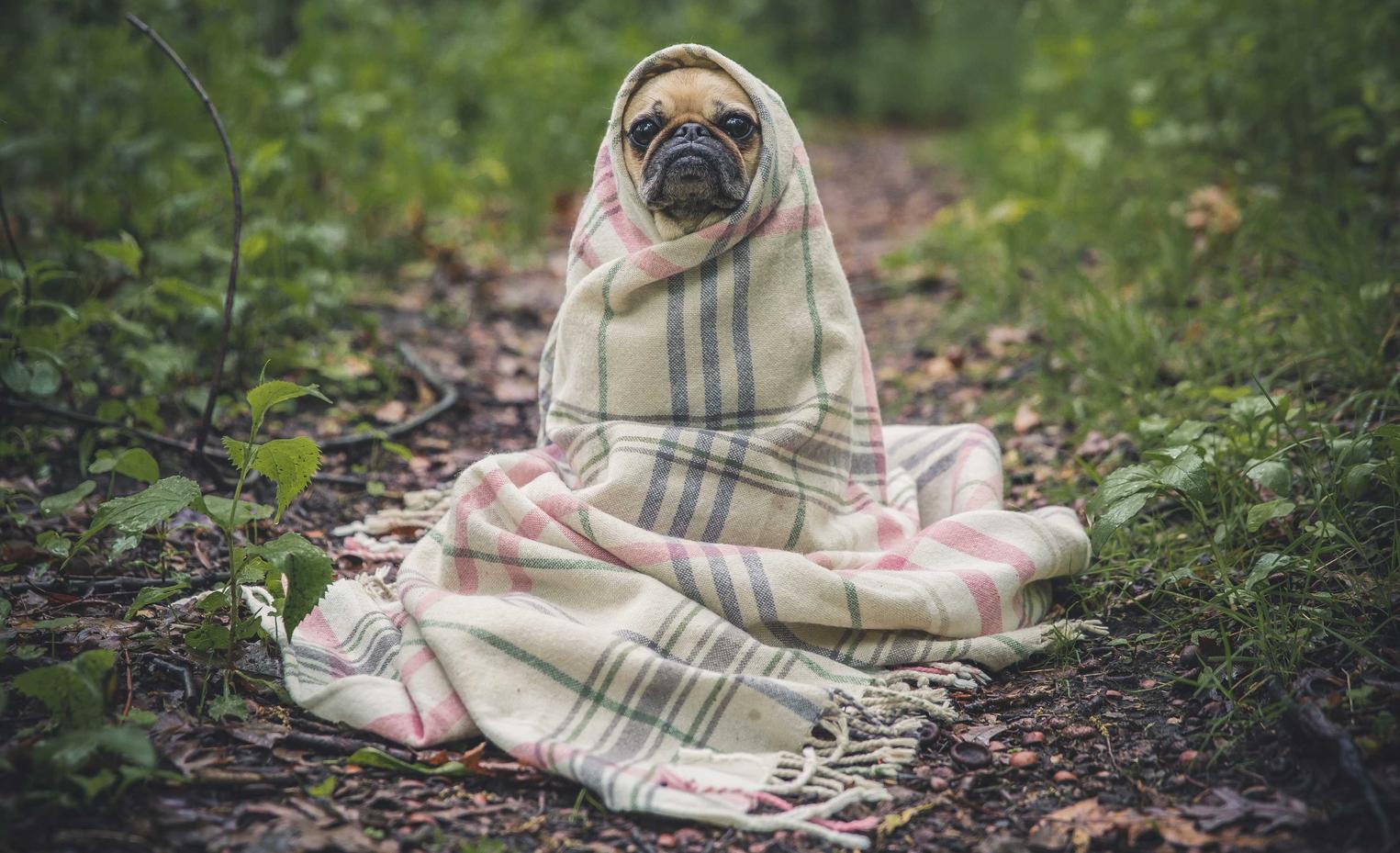 星火电视直播app详情下载教程