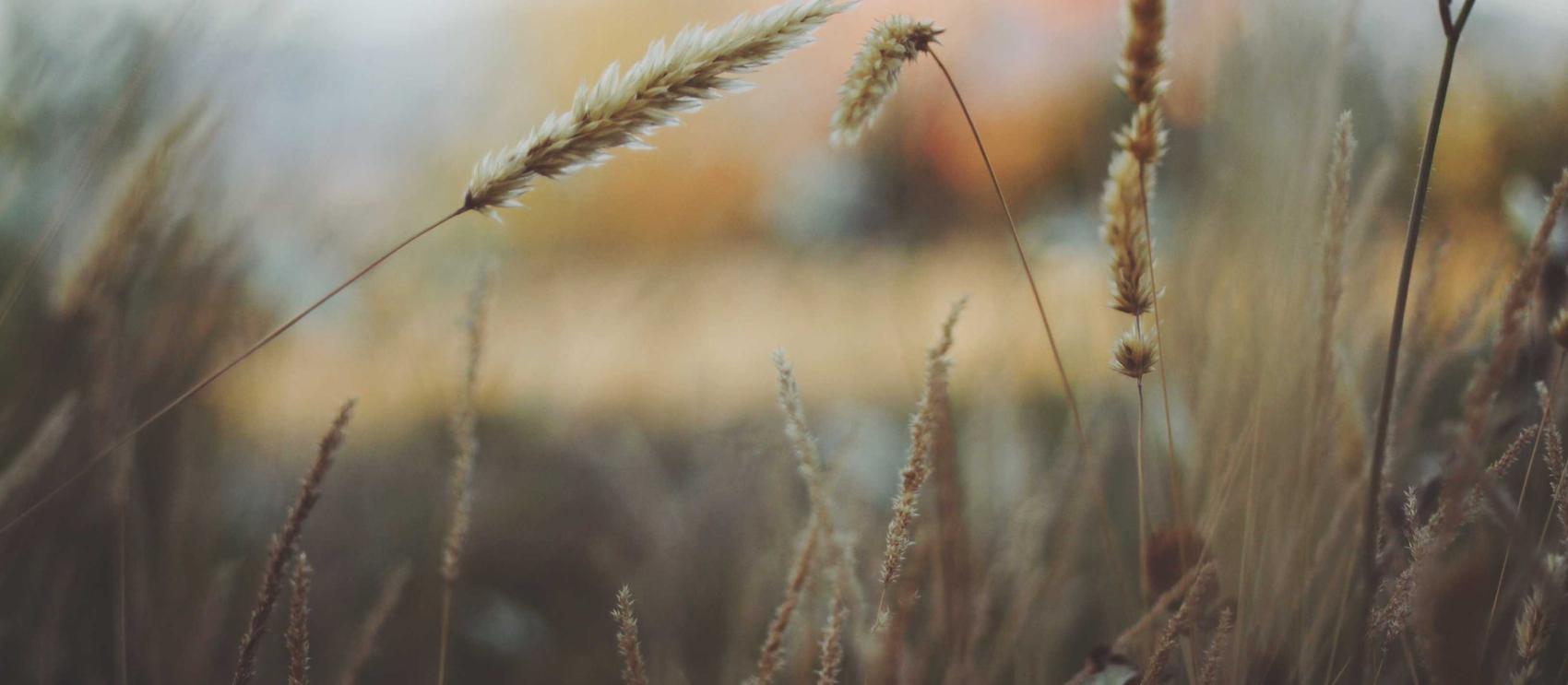 校花的贴身高手:天阶岛:代理电脑的平台