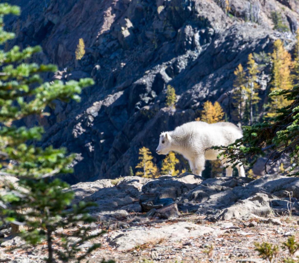 SEO术语表：了解流行搜索引擎的术语