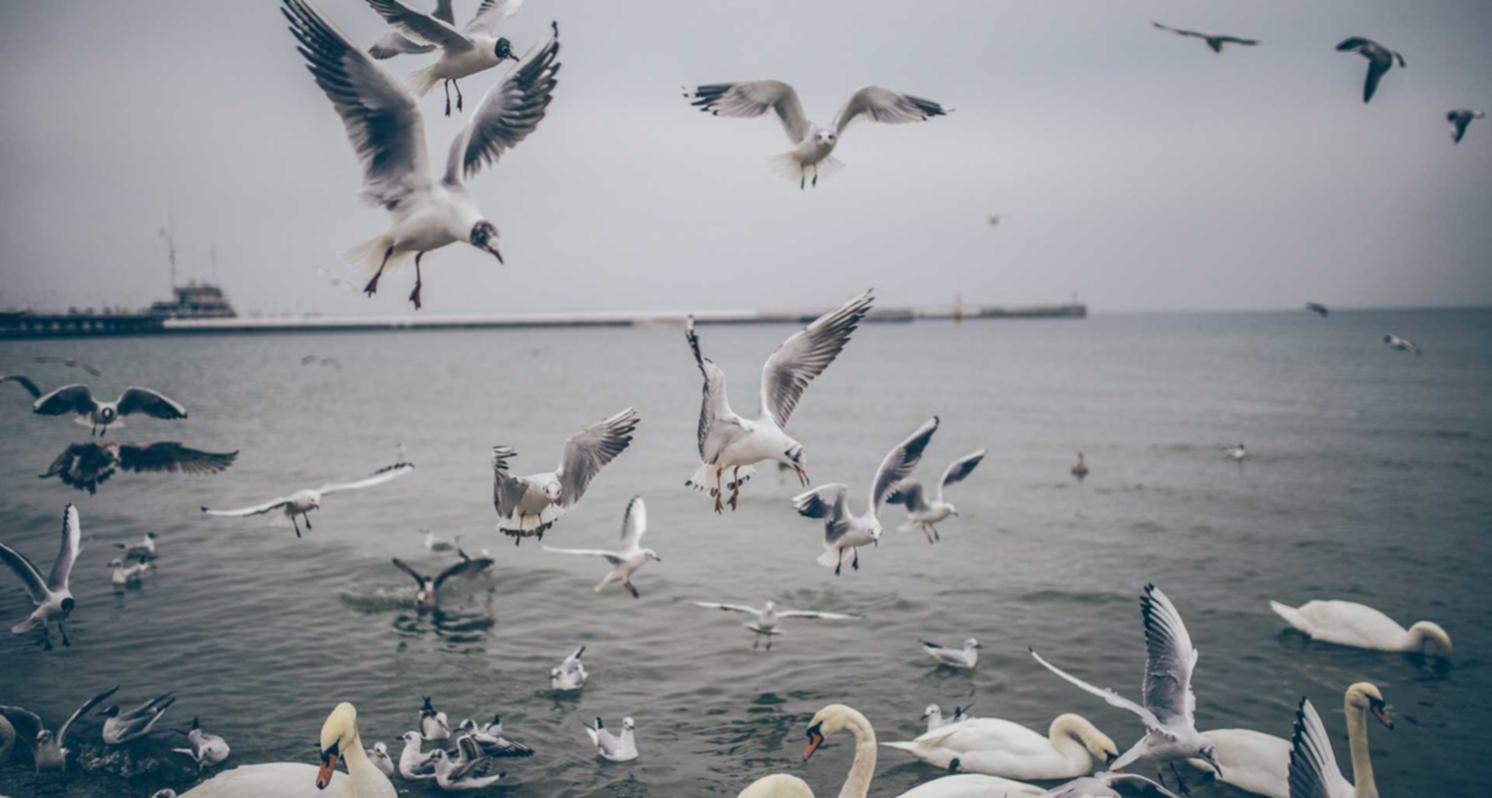 香烟中的尼古丁是如何影响大脑的?