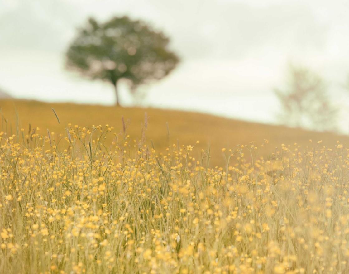 铁塔猫苏打爆珠（粗）：极速头条怎么注册私信账号