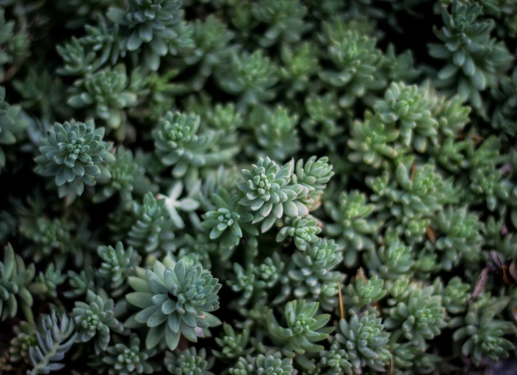 云烟印象烟庄：采购平台代理公司