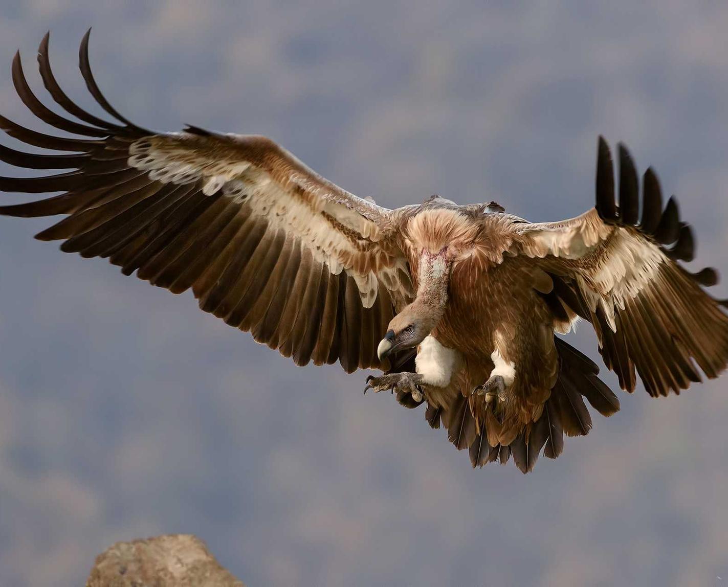 迪信通实名账号：生鲜平台代理方案